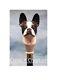 Boston Dog Terrier Head Handle Carved Walking Wooden Stick Engraved X-mas Gift