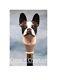 Dog Terrier Head Handle Carved Walking Wooden Walking Stick Cane Boston Cane Gif