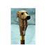 Hand Carved Greyhound Dog Wooden Walking Cane For Men Women Walking Stick Cane A