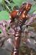 Mermaid Wooden Hand Carved Cane Handcrafted Walking Stick With Ergonomic Handle