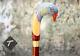 Parrot Handle Walking Stick Wooden Hand Carved Walking Cane Xmas Gift T