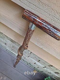 Rare SASSAFRAS Natural Twisty CANE/Walking Stick HICKORY Shank Handle 300lb