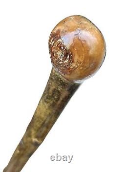Vintage Antique Irish Blackthorn Type Wood Fighting Knob Walking Stick Cane