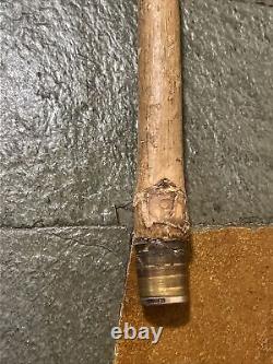 Vintage Hazel Walking Stick W / Extra Large Rootball