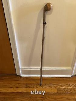 Vintage Hazel Walking Stick W / Extra Large Rootball