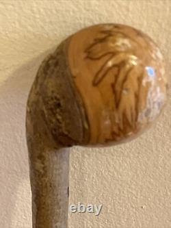 Vintage Hazel Walking Stick W / Extra Large Rootball