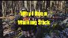 Why I Use A Walking Stick In The Woods