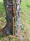 Wooden Walking Stick / Hicking Stick Hand Carved In The Usa Pine Wood