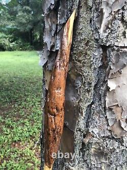 Wooden walking stick / hicking stick Hand Carved in the USA Pine Wood