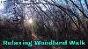 Woodland Hill Walk 4k Mindfulness Asmrmusic Walkingtour Trees