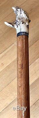Bâton De Canne Antique Antique 19c Antler Stag, Manche En Bois, Virole Originale