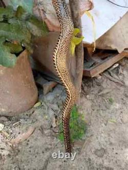 Bâton de marche en bois sculpté à la main avec un cobra, canne de marche faite à la main, animal