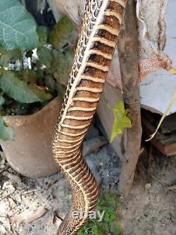 Bâton de marche en bois sculpté à la main avec une canne à marche en forme de cobra faite à la main