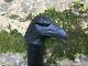 Black Raven Poignée Sculptée Canne En Bois Bâton De Marche Dragon Vintage Créateur De Cadeau