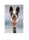 Boston Dog Terrier Tête Poignée Sculptée Marche Bâton En Bois De Canne Concepteur De Cadeau