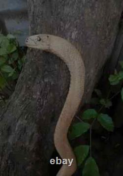 Canne de marche en bois sculptée à la main avec un serpent cobra, fabriqué à la main, bâton de marche animal